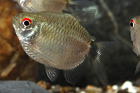 picture of Balloon Red Eye Tetra Reg                                                                            Moenkhausia sanctaefilomenae