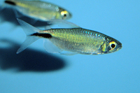 picture of Alestes Tetra Med                                                                                    Brycinus longipinnis