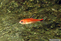 picture of Ruby Tetra Reg                                                                                       Axelrodia riesei