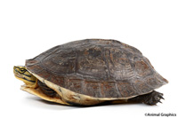 picture of Asian Box Turtle 5-6