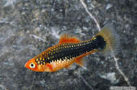 picture of Redtail Black Variatus Reg                                                                           Xiphophorus variatus