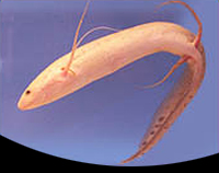 picture of African Lungfish Med                                                                                 Protopterus annectens