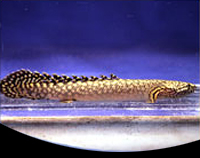 picture of Ornatipinnis Polypterus Tank Raised Reg                                                              Polypterus ornatipinnis