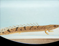 picture of Delhezi Polypterus Lrg                                                                               Polypterus delhezi