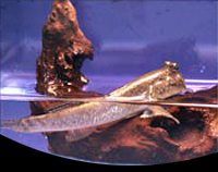 picture of African Mudskipper Reg                                                                               Periophthalmus barbarus