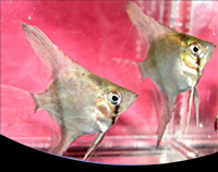 picture of Silver Angel Med                                                                                     Pterophyllum scalare