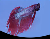 picture of Roundtail Betta Male Reg                                                                             Betta splendens