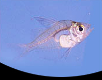 picture of Jewel Glass Fish Reg                                                                                 Parambassis ranga