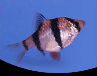 picture of Tiger Barb Sml                                                                                       Puntius tetrazona