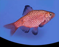 picture of Rosy Barb Male Reg                                                                                   Pethia conchonius