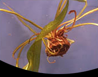 picture of Aponogeton Boivinianus Plant Bulb                                                                    Aponogeton boivinianus