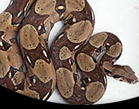 picture of Colombian Red Tail Boa Med                                                                           Boa constrictor