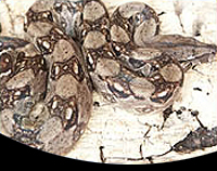 picture of Central American Red Tail Boa Sml                                                                    Boa constrictor imperator