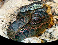 picture of Amazon Tree Boa Med                                                                                  Corallus hortulanus