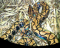 picture of Brazilian Rainbow Boa Sml                                                                            Epicrates cenchria