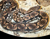 picture of Dumeril's Boa Sml                                                                                    Boa dumerili