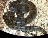 picture of Green Anaconda Sml                                                                                   Eunectes murinus