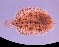 picture of Freshwater Flounder Med                                                                              Achirus fasciatus