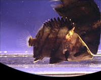 picture of Tiger Datnoid Sml                                                                                    Datnoides microlepis