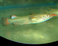 picture of Celebese Halfbeak Reg                                                                                Dermogenys nomorhamphus celebensis