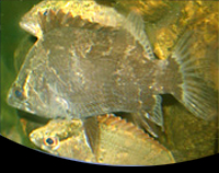 picture of Nandus Asian Leaf Fish Reg                                                                           Nandus nandus