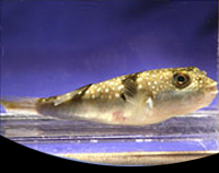 picture of Snowflake Fugu Puffer Reg                                                                            Takifugu poecilonotus