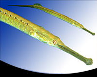 picture of Freshwater Pipefish Lrg                                                                              Microphis smithi