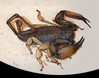 picture of Flat Rock Scorpion Med                                                                               Hadogenes troglodytes