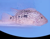 picture of Green Texas/Carpintis Cichlid M/L                                                                    Herichthys carpintis