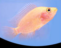 picture of Colored Red Devil Cichlid Xlg                                                                        Amphilophus labiatus 'Red-Orange'