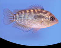 picture of Rainbow Cichlid Reg                                                                                  Herotilapia multispinosa