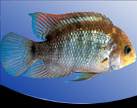 picture of Sajica Cichlid Reg                                                                                   Cryptoheros sajica