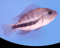 picture of Red Head Synspilum Cichlid Med                                                                       Vieja synspilum