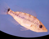 picture of Red Snook Cichlid Lrg                                                                                Petenia splendida