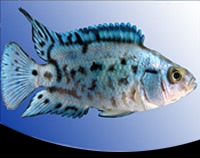 picture of Electric Blue Jack Dempsey Cichlid M/S                                                               Rocio octofasciata 'Blue'