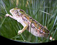 picture of Carpet Chameleon Med                                                                                 Furcifer lateralis