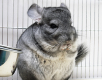 picture of Grey Chinchilla Male                                                                                 Chinchilla lanigera