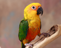 picture of Sun Conure Hand Fed Weaned                                                                           Aratinga solstitialis
