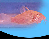 picture of Albino Aeneus Corydoras Med                                                                          Corydoras aeneus 'Albino'