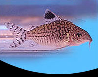 picture of Agassizi Corydoras Med                                                                               Corydoras agassizi