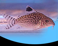 picture of Reticulatus Corydoras Reg                                                                            Corydoras reticulatus