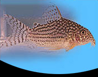 picture of Sterbai Corydoras Tank Raised Reg                                                                    Corydoras sterbai