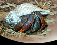 picture of Fancy Hermit Crab Sml                                                                                Coenobita clypeatus