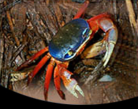 picture of Halloween Crab Med                                                                                   Gecarcinus quadratus