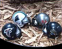 picture of NFL Hermit Crabs Med                                                                                 Coenobita clypeatus