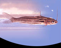 picture of Blue Mystus Catfish Reg                                                                              Schilbe vittatus