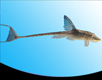 picture of Royal Farlowella Catfish Reg                                                                         Sturisoma aureum