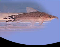 picture of Flagtail Porthole Catfish Lrg                                                                        Dianema urostriata