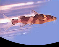 picture of Asian Bumblebee Catfish Reg                                                                          Leiocassis siamensis