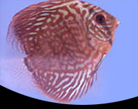 picture of Blue Turquoise Discus M/L                                                                            Symphysodon aequifasciatus